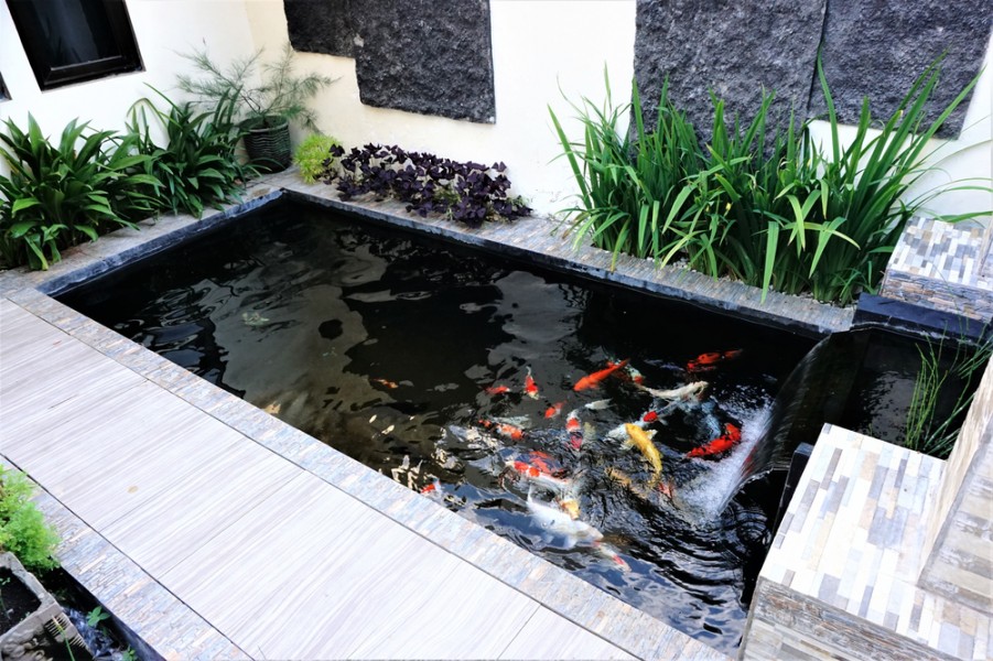 Bassin de jardin : quand introduire des poissons ?