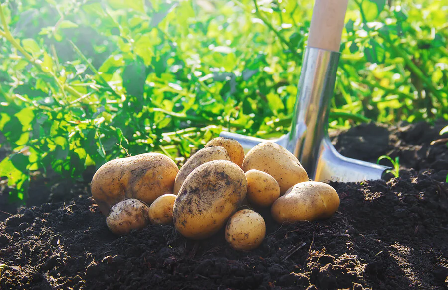 Comment préparer le sol pour la culture des pommes de terre en permaculture ?