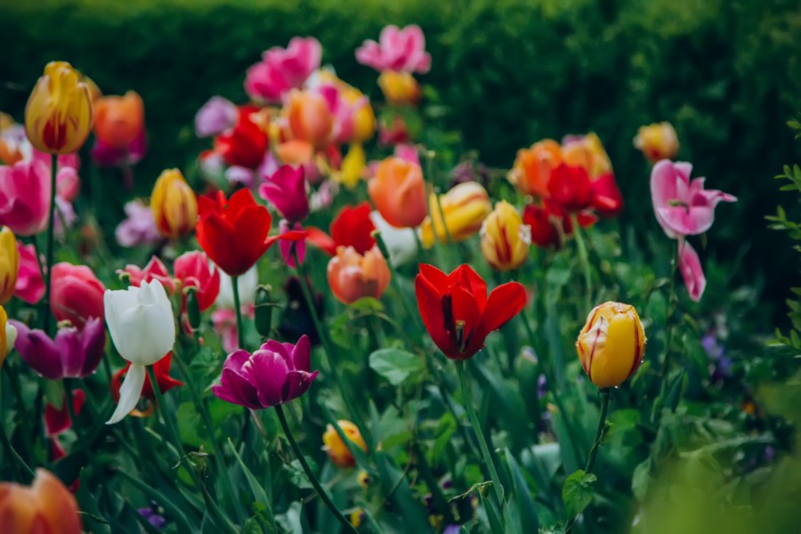 Les avantages des fleurs de saison