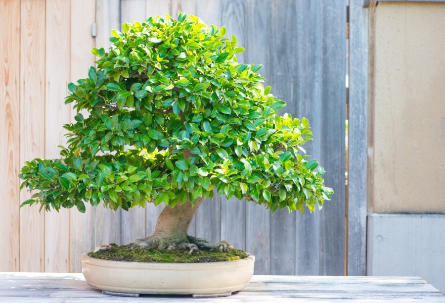 Quand arroser un bonsaï ficus ?