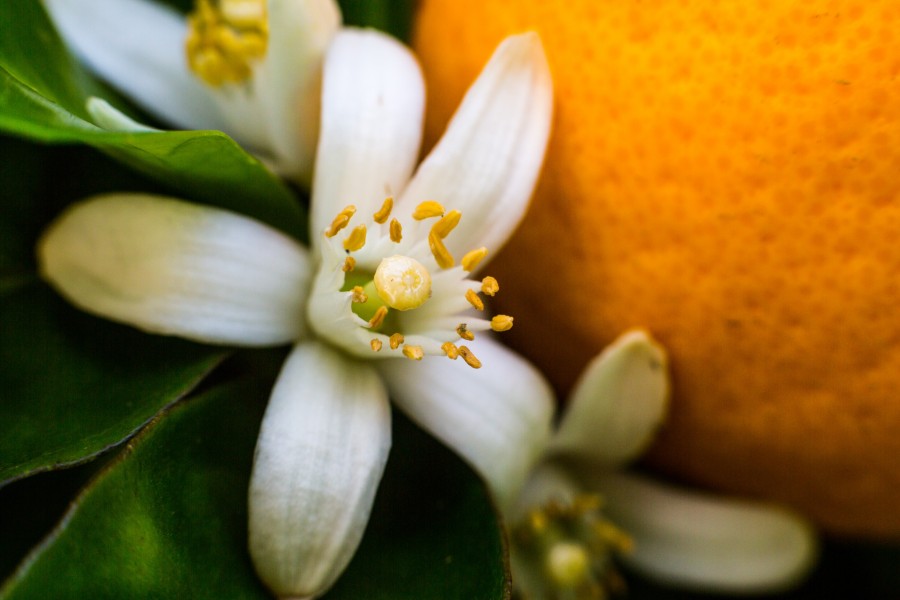 Quand et comment faire des boutures d'oranger du Mexique ?