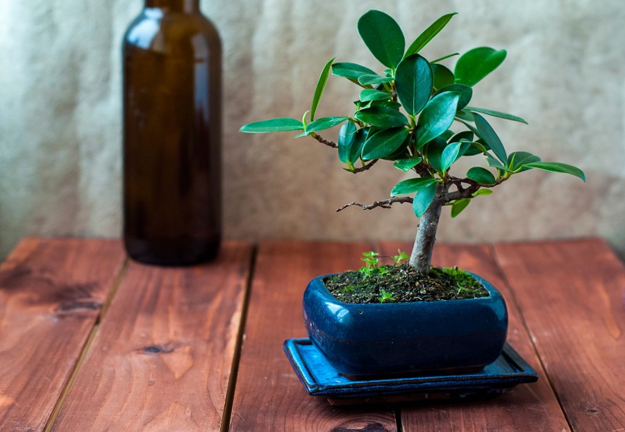 Quand rempoter un bonsaï ficus ?