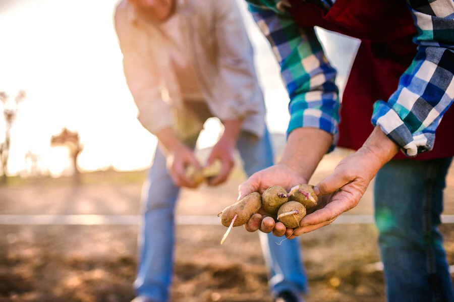 Quelle est la meilleure période pour planter des pommes de terre en permaculture ?