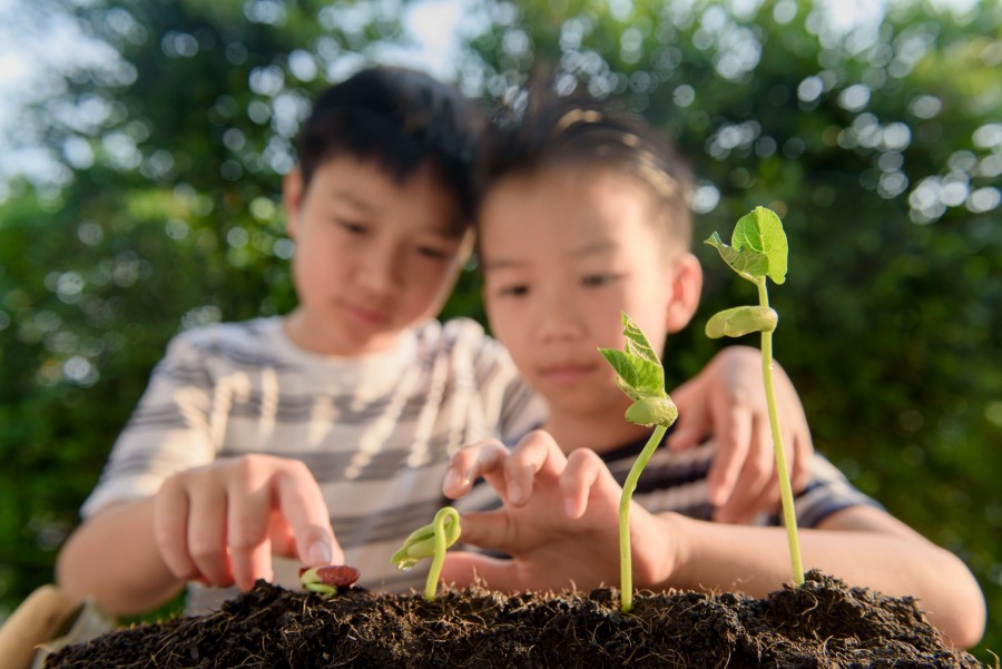 Quelles sont les étapes pour créer un écosystème en permaculture ?