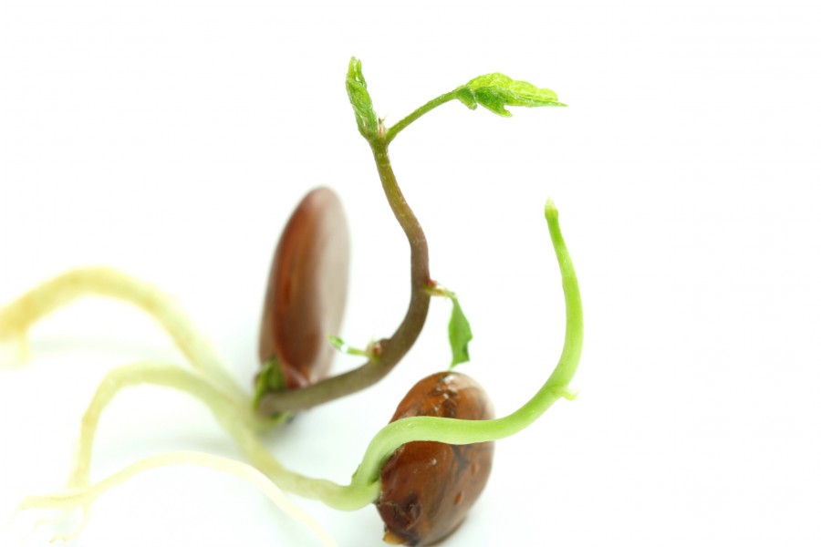 Quelles sont les étapes pour la germination des graines de glycine ?