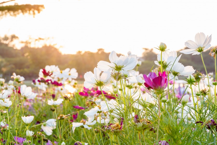 Quelles sont les fleurs de saison pour chaque période de l'année ?