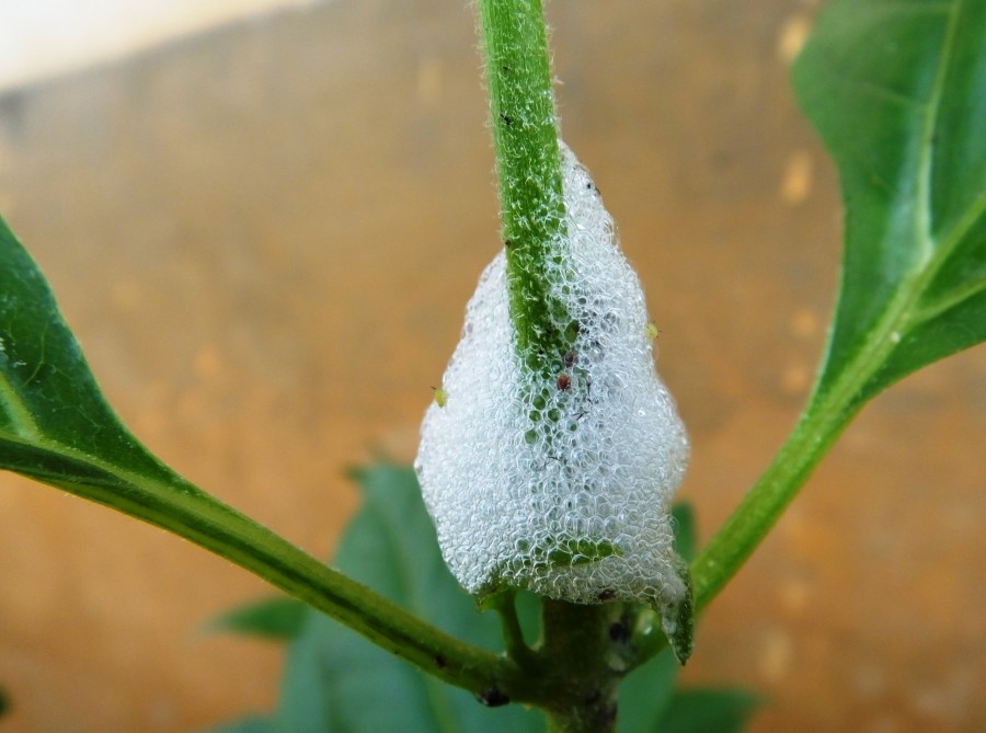 Qu'est-ce que la mousse blanche sur les plantes ?